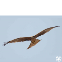 گونه کورکور سیاه Black Kite